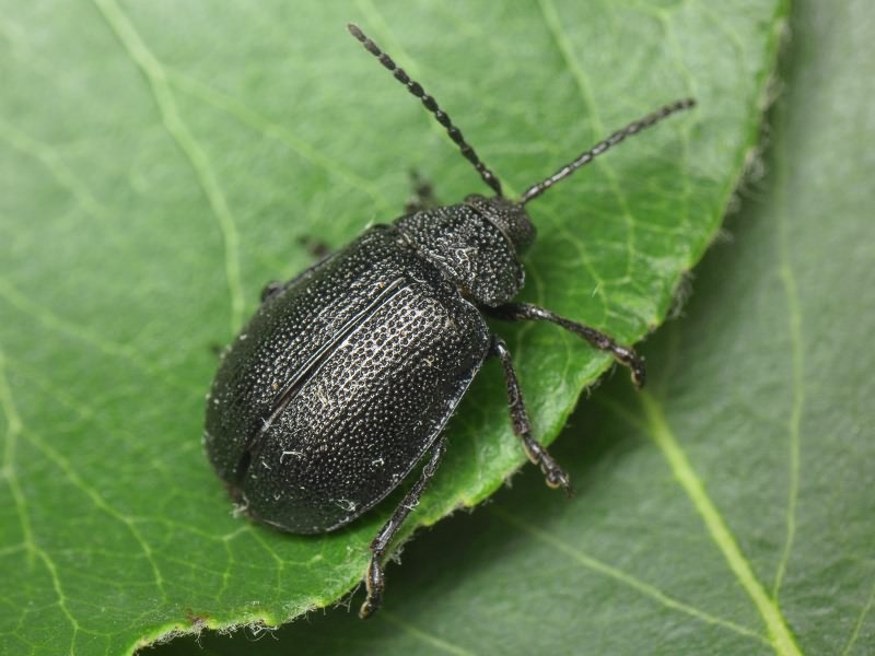 Galeruca tanaceti (Linnaeus, 1758)